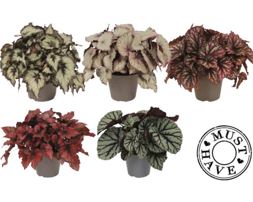 Verschiedene Begonien in Töpfen