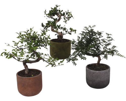 Drei Bonsai-Bäume in Töpfen