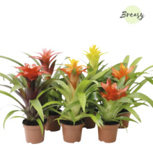 Mehrere Bromelienpflanzen mit verschiedenfarbigen Blüten in Töpfen.