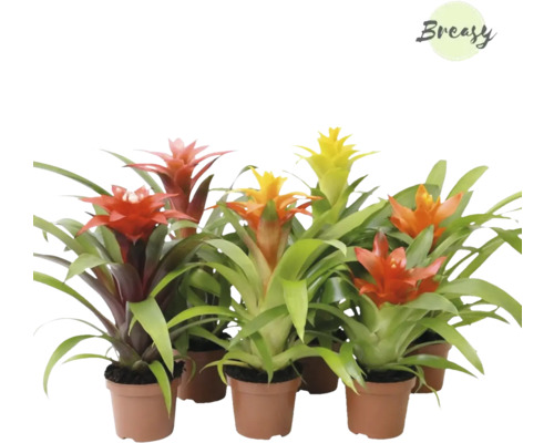 Mehrere Bromelienpflanzen mit verschiedenfarbigen Blüten in Töpfen.