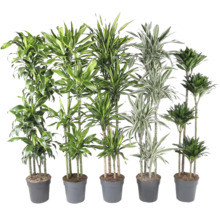 Fünf Drachenbäume in grauen Töpfen.