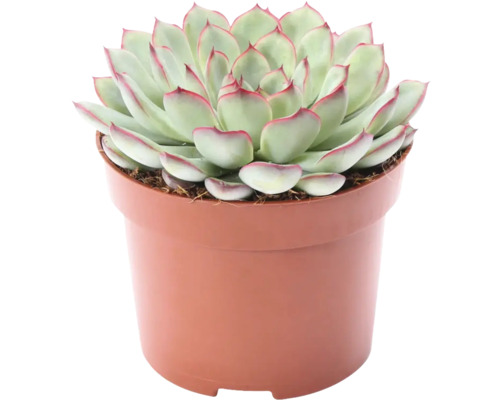 Echeverien FloraSelf Echeveria 'Sky Pearl' H 15-17 cm Ø 12 cm Topf