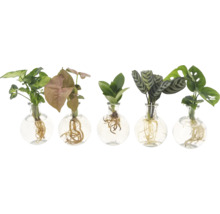 Fünf Zimmerpflanzen in Glasvasen mit freiliegenden Wurzeln