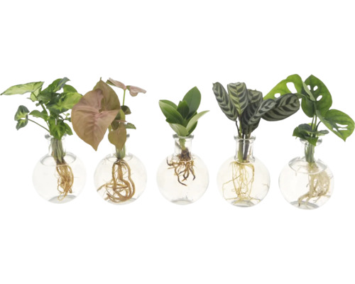 Fünf Zimmerpflanzen in Glasvasen mit freiliegenden Wurzeln