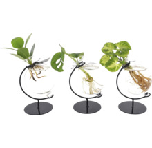 Drei Pflanzen in Glasvasen mit schwarzem Metallständer