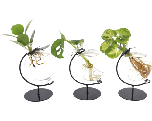 Drei Pflanzen in Glasvasen mit schwarzem Metallständer