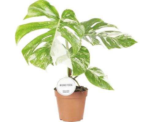 Fensterblatt FloraSelf Monstera deliciosa 'Variegata' H ca. 45 cm Ø 15 cm Topf Monstera Zimmerpflanze im Topf