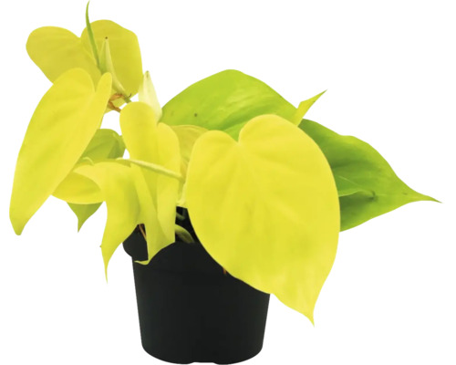 Gelb-grüner Kletternder Baumfreund FloraSelf Philodendron 'Lime' H ca. 30 cm Ø 12 cm Topf