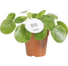 Pilea Mojito Zimmerpflanze im Topf