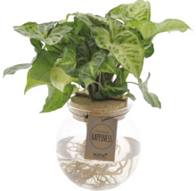 Pflanze im Glasgefäß mit Korken und Wurzeln sichtbar