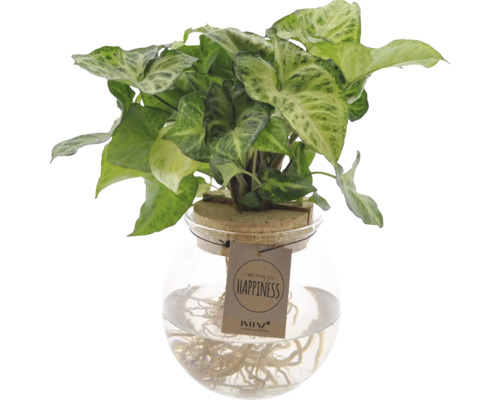 Pflanze im Glasgefäß mit Korken und Wurzeln sichtbar