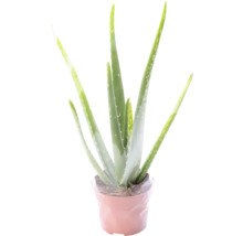 Aloe Vera Pflanze im Topf