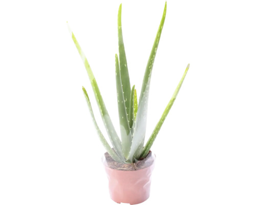 Aloe Vera Pflanze im Topf