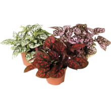 Drei Topfpflanzen Hypoestes mit gesprenkelten Blättern