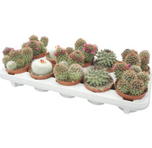 Tablett mit mehreren blühenden Kakteen in Töpfen