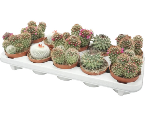 Tablett mit mehreren blühenden Kakteen in Töpfen