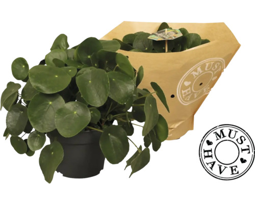 Zimmerpflanze Pilea im Topf mit Papierverpackung