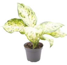Dieffenbachia Pflanze im Topf