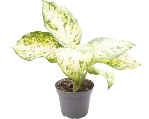 Dieffenbachia Pflanze im Topf