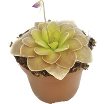 Fettkraut Pflanze im Topf mit Blüte