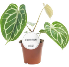Anthurium Zimmerpflanze im Topf