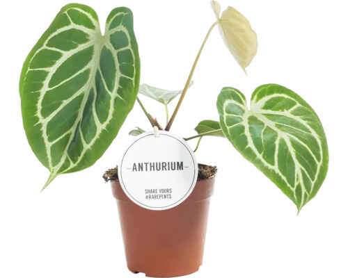 Anthurium Zimmerpflanze im Topf