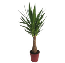 Yucca Zimmerpflanze im Topf