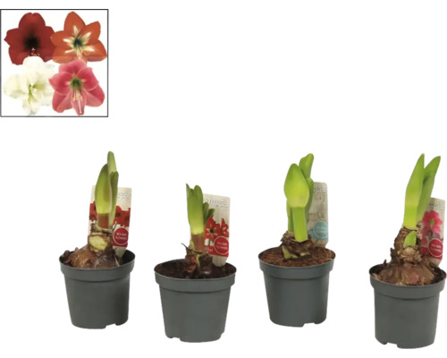 Vier Amaryllis Pflanzen in Töpfen mit Blütenbildern als Referenz