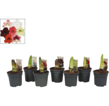 Amaryllis Blumenzwiebeln in Töpfen mit verschiedenfarbigen Blüten