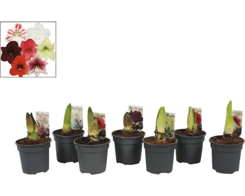 Amaryllis Blumenzwiebeln in Töpfen mit verschiedenfarbigen Blüten