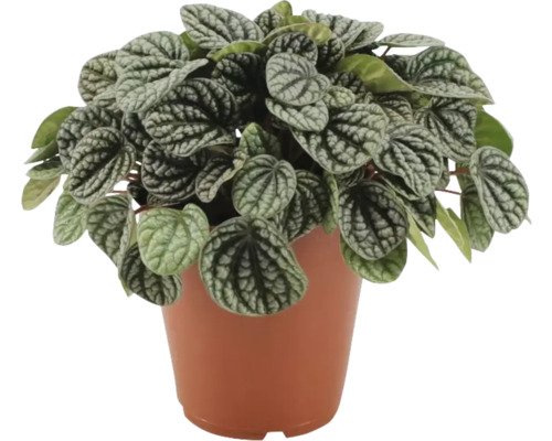Peperomia Abwechslungsreiche Zimmerpflanze im Topf