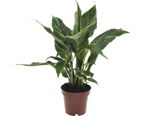 Einblatt Pflanze im Topf