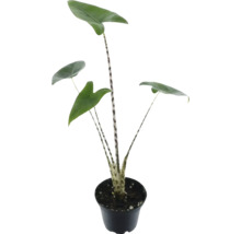 Zebrapfeilwurz im Topf