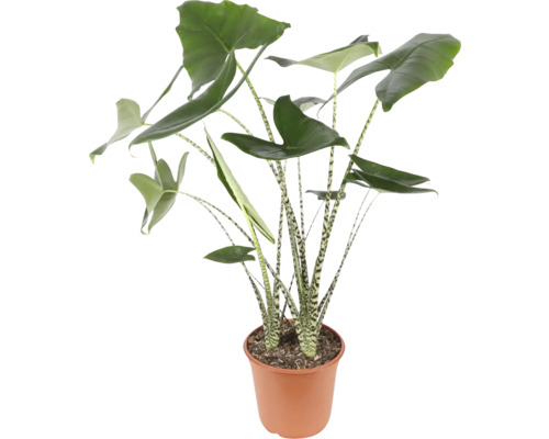 Alocasia Zimmerpflanze im Topf