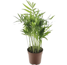 Zimmerpflanze Bergpalme im Topf