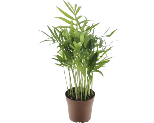 Zimmerpflanze Bergpalme im Topf