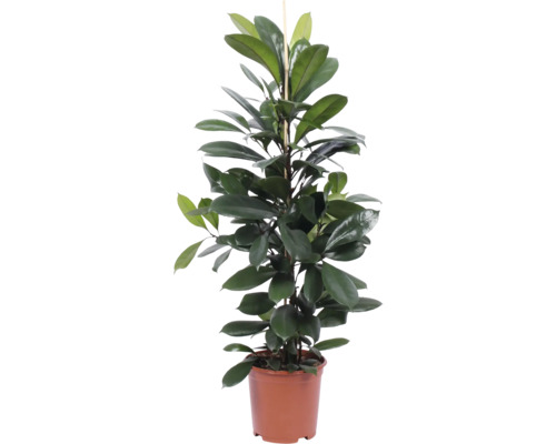 Zimmerpflanze in einem Topf mit Stützstab