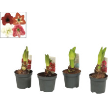 Amaryllis Knolle in Töpfen mit einer Auswahl an Blütenfarben