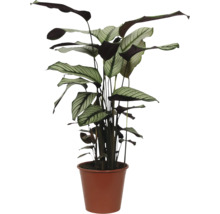Calathea Zimmerpflanze im Topf