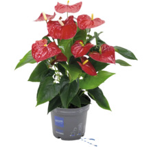 Anthurie Pflanze mit roten Blüten im Topf