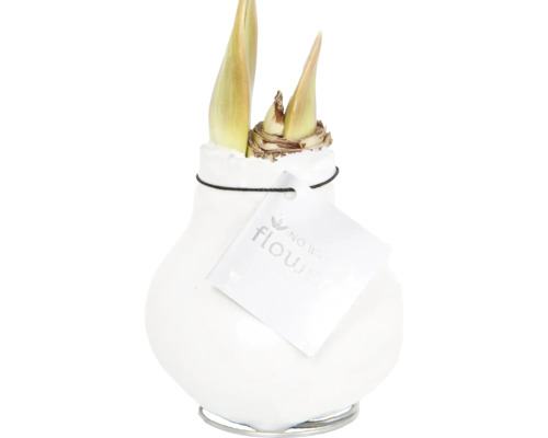 Amaryllis Blumenzwiebel in Keramiktopf mit Metallsockel