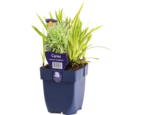 Japansegge FloraSelf Carex morrowii 'Goldband' Co 0,5 L