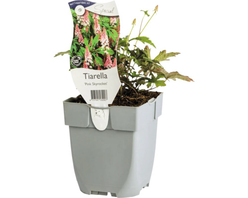 Schaumblüte FloraSelf Tiarella laciniata 'Pink Skyrocket' Co 0,5 L