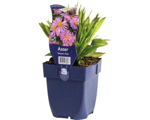 Kissenaster FloraSelf Aster dumosus 'Woods Pink' Co 0,5 L