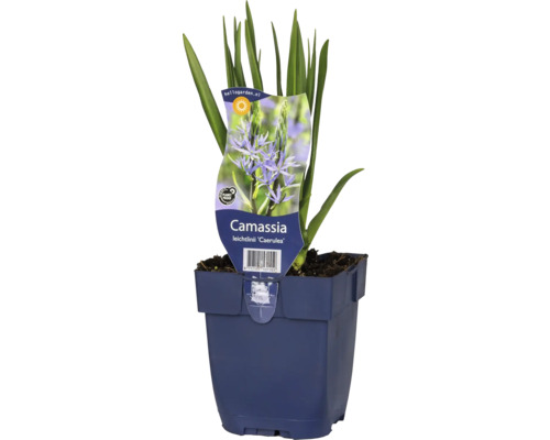 Prärielilie FloraSelf Camassia leichtlinii 'Caerulea' Co 0,5 L