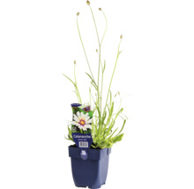 Blaue Gießkanne mit Catananche Pflanze