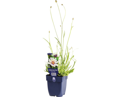 Rasselblume FloraSelf Catanache caerulea 'Alba' Co 0,5 L