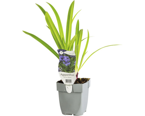 Schmucklilie FloraSelf Agapanthus 'African Queen' H 5-20 cm Co 0,5 L