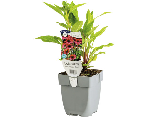 Sonnenhut FloraSelf Echinacea purpurea ‘Delicious Candy’ Co 0,5 L