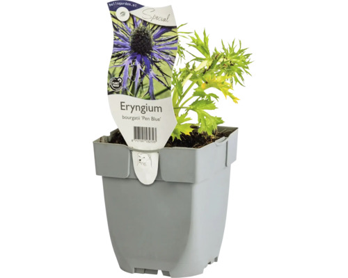 Mannstreu, Edeldistel FloraSelf Eryngium bourgatii 'Pen Blue' Co 0,5 L